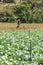 Vietnamese working on vegetables field