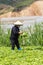 Vietnamese working on vegetables field