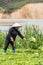 Vietnamese working on vegetables field