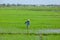 Vietnan, Hoi An, February 2015 The Farmer planting on the organic paddy rice farmland