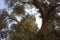 View of 1800 years old Aegean olive tree in Sigacik / Seferihisar