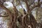 View of 1800 years old Aegean olive tree in Sigacik / Seferihisar district