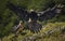 View of 2 bearded vultures in Buseu