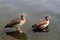 A view of 2 Egyptian Geese