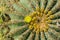 View from above of a Barrel cactus with yellow flowers, California