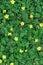 View from above. A carpet of leaves and flowers. Yellow flowers of Potentilla. Background, texture