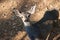 View from above of a curious young brown deer looking up at the camera, Pine Mountain Lake, California