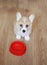 View from above on a cute funny home puppy standing on the kitchen floor next to empty bowl and asks to feed him