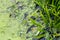 View from above of duckweed and semi-aquatic plants in a pond