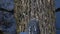 View from above on feet of a person walking on fallen tree trunk