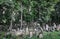 A view from above of the gravestones in the new Jewish cemetery in Krakow, Poland