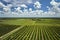 View from above of green farmlands with rows of orange grove trees growing on a sunny day in Florida