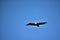 A view from above of a griffon vulture, wings wide open