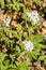 View from above. Groundcover plant - Dentaria bulbifera L.