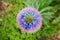 View from above of Pride of Madeira Echium Candicans flower, California