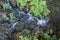 View from above of a small waterfall and tropical ferns