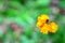 View from above to orange hawkweed