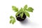 View from above at the young tomato seedlings in peat pots close-up. The concept of bulging bio-food in eclologically clean