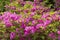 View on an abundance of blooming and blossoming  rhododendron flowers in a temple garden in Kyoto Japan