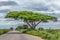 View of a Acacia tortilis tree on roadside, tropical landscape