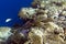 A view of acanthurus sohal fish among corals