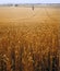 View across cornfield agricultural landscape