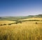 View across cornfield agricultural landscape