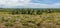 A view across the heathland and gorse bushes of Ashdown Forest, Sussex, UK