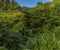 A view across the jungle canopy on Mount Soufriere in Saint Vincent