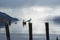 A view across Loch Ness with a lone seagull standing on a piece of wood, and the length of the lake in the background