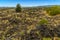 A view across an old lava flow which is being populated by vegetation on Mount Etna, Sicily