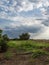 View across a pumpkin patch to a small sapling against dramatic clouds.