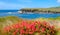 View across wild flowers at Loves Bay part of the Kiama to Gerringong Coastal Walk excellent for native wildlife and whale