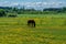 View across yellow and green fields with a brown horse grazing