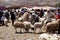 View of the activity at weekly souk, outside Boumanie et Dades