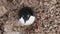 View of Adelie penguin from above which stands near an empty stone nest on a summer day