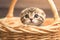 view Adorable Scottish fold kitten captured standing lovably in a basket