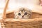 view Adorable Scottish fold kitten captured standing lovably in a basket