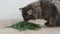 View of adult domestic grey cat eating green grass, healthy kitten food, health care diet for cat,fresh vitamins