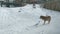 View of an adult wolf on a winter day.