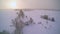 The view in aerial shot of the forest in white snow