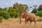 View of the African elephant savanna goes on safari in Kenya, with blurred trees and monkeys