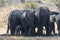 The view of African elephants` back