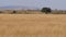 View Of The African Savannah In The Dry Season With Yellow High Dried Grass