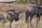 View of African wildebeest, detailed in natural habitat