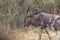 View of African wildebeest , detailed in natural habitat, Angola