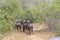 View of African wildebeest herd, detailed in natural habitat, Angola