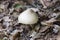 View of agaricales mushroom