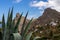 View on Agave cactus plant with panoramic view on Roque de las Animas crag in Anaga mountain range, Tenerife, Canary Islands
