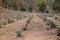 View of Agave plantation in Mexico.